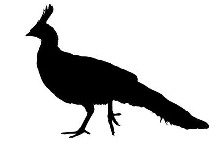 Павлин − трафарет 12