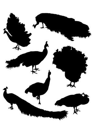 Павлин − трафарет 9