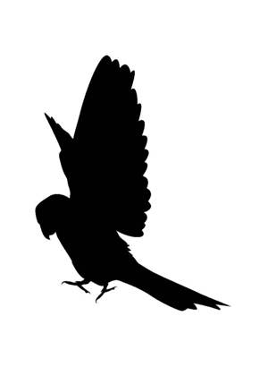 Попугаи − трафарет 9